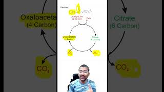 Acetyl CoA is NOT a substrate for Gluconeogenesis biochemistry metabolism gluconeogenesis [upl. by Noxid191]