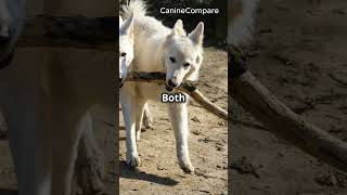 Canaan Dog vs Thai Ridgeback Ancient Breeds Showdown [upl. by Aihpled]