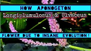 Aponogeton Ulvaceus How to Flower amp Care For This Beautiful Aquarium Plant amp Its Hybrid Strains [upl. by Cello396]