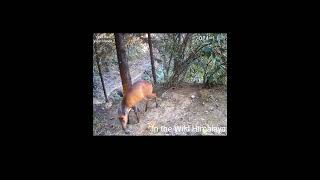 Trail 1  15 1124  Beautiful Barking Deer [upl. by Ayardna118]