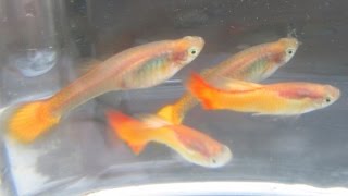 Advanced Guppy Breeding Compare Guppies of Same Age [upl. by Aleac]