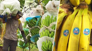 How Do Bananas Grow and End Up in the Store [upl. by Xantha]