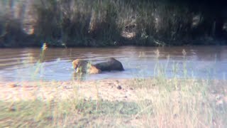 Buffalo escapes to a waterhole only to be drowned in it [upl. by Decamp]