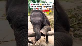 Nena නේනා Thiwanka Dilshan ytshorts short trending Song Tiktok shortvideo Elephant 🥰 [upl. by Cyrus]