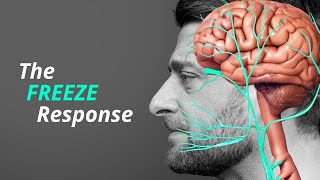 Freeze Response How Your Body Reacts to Stress [upl. by Kailey]