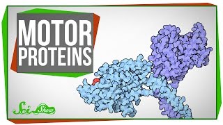 Motor Proteins Tiny Pirates in Your Cells [upl. by Elke]