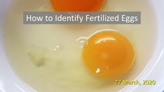 How to Identify Fertilized Eggs [upl. by Elset]