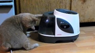 Cats vs Humidifiers [upl. by Flessel975]