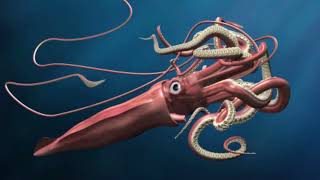 What do colossal squids eat Where does the colossal squid live Are colossal squid dangerous [upl. by Ahsitul315]