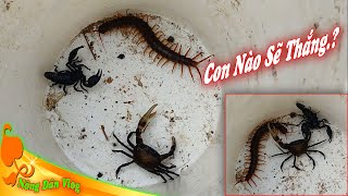 Bắt Rết  Bọ Cạp  Cua Đồng Cho 3 Con Cùng Đọ Sức  Nông Dân Vlog [upl. by Aizti]