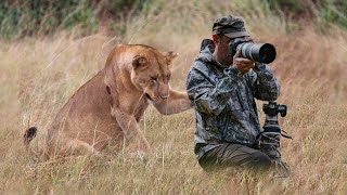 Lion Surprised Wildlife Photographers When He was Taking Pictures of a Pride [upl. by Allmon]