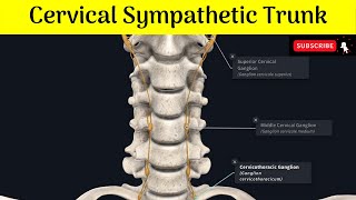 Cervical Sympathetic Trunk Superior Middle amp Inferior Ganglia Situations  Relations  Branches [upl. by Creighton]