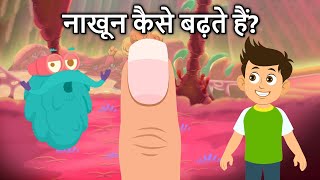 नाखून कैसे बढ़ते हैं  How Your Nails Grow In Hindi  Dr Binocs Show [upl. by Elbys]