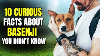 10 Curious Facts About Basenji You Didnt Know [upl. by Paige]