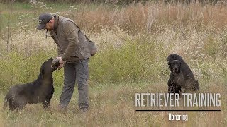 Honoring Labrador Retriever Training [upl. by Enid]