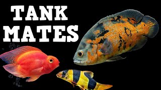 TOP 10 Tank Mates For Oscar Fish [upl. by Ilse]