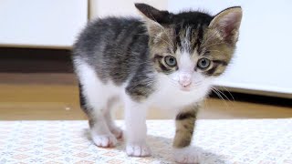 子猫がご飯の後「撫でて下さい」とやって来てかわいすぎた【赤ちゃん猫 保護猫】 [upl. by Nimrak690]