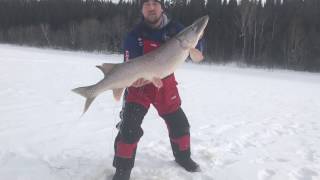 Monster Pike 32 pound on the QuickStrike Predator Rig by Northland Fishing Tackle 2017 [upl. by Galatia943]