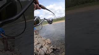 laksefiske newfishingvideo foryou viralshort fishing salmonfishing foxnfishing [upl. by Schiro815]