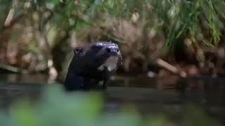 Animals on the Wetlands of the Nile  BBC Earth [upl. by Notnyw]