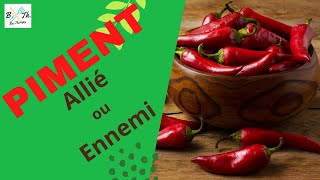 PIMENT  BIENFAITS VERTUS ET CONTREINDICATIONS II Bectherapy [upl. by Ilrebmyk]