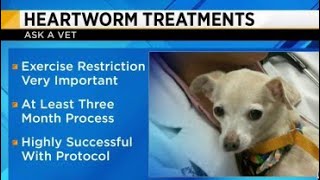 Ask a Vet  Heartworm treatments [upl. by Htiek602]