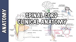 Spinal Cord  Clinical Anatomy and Physiology dermatomes blood supply shingles lumbar puncture [upl. by Arnaldo14]