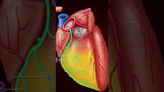 Coronary Arteries Blood supply of Heart Arterial supply of heart [upl. by Ecydnac710]