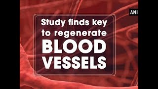 Study finds key to regenerate blood vessels  ANI News [upl. by Alliuqat352]