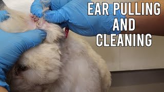 Dog Ear Hair Pulling And Cleaning [upl. by Annayk901]