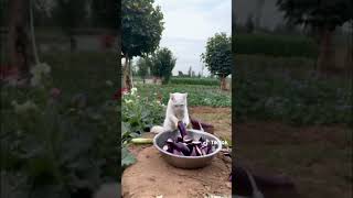 Funny moments enjoy cat cooy [upl. by Carolyne159]