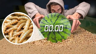 How Quickly The MAGGOTS Eat WATERMELON YELLOW WORMS VS WATERMELON TIMELAPSE [upl. by Archibaldo509]