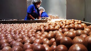 World Most Expensive Nuts  Macadamia Cultivation Technology  Macadamia Nuts Harvest And Process [upl. by Asyal877]