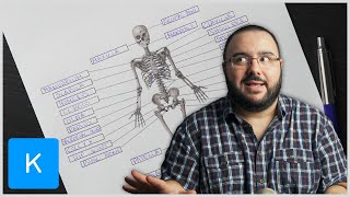 Lerne mit mir  Skelettsystem Anatomie des Menschen  Kenhub [upl. by Akemrej]