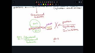 Protein synthesis inhibitors Part I [upl. by Pfister371]