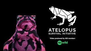 Atelopus Survival Initiative [upl. by Zosi]