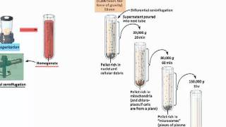 Principle of Centrifugation  Differential Centrifugation  Cell Fractionation  BSc Botany [upl. by Sulokcin]