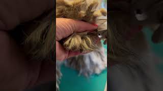 Trimming a dogs nails with Gertie the Bergamasco [upl. by Ecienal632]