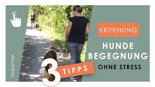 Hundebegegnung meistern  Erziehung  3 Tipps für einen entspannten Spaziergang [upl. by Ruhtua]