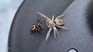 Jumping Spiders Fight For Bronze [upl. by Mllly]