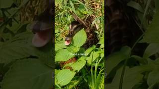 Talking Mallard Duck in Nature of Summer shorts mallard duck asmr summer nature [upl. by Gaylor]