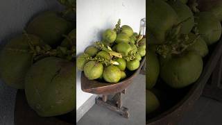 Amazing fresh Coconut on board [upl. by Eylatan]