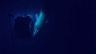 Rare Sperm Whale Encounter with ROV  Nautilus Live [upl. by Jessee]