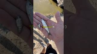 Is this the smallest tarpon you’ve ever seen😳 fishing shorts [upl. by Eam]