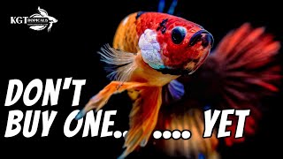 Dont Buy A Betta Fish YET Watch This First [upl. by Ideih]