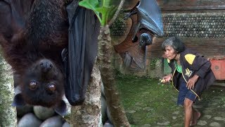 Nenek Bungkuk Pemelihara Kelelawar Besar di Kaki Gunung Batukaru Tabanan Bali [upl. by Ennahoj370]