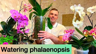 WATERING PHALAENOPSIS It’s easy Orchids in glass and regular pots [upl. by Ammej]