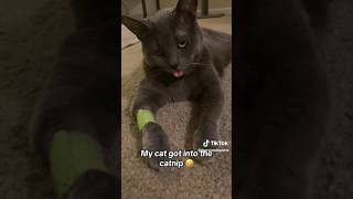 Cats amp Catnip 🤣 himalayancat siamesecat cat catlover catmom cute shorts funnyanimals funny [upl. by Eerolam]