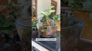 How to water kokedama Japanese gardening technique garden plants greengoatales [upl. by Nadnerb175]