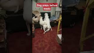 Our lovable dog Chopper prays before their meals dogs doglover happypaws pawfect happypuppy [upl. by Alexa]